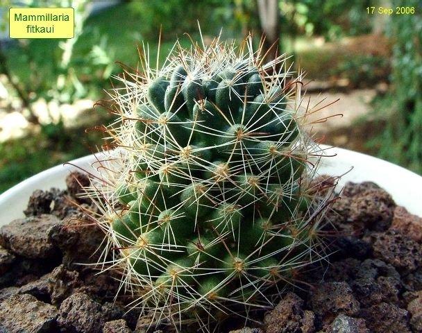 Mammillaria_ fitkaui _04